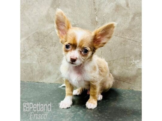 [#33556] Lavender Male Chihuahua Puppies for Sale