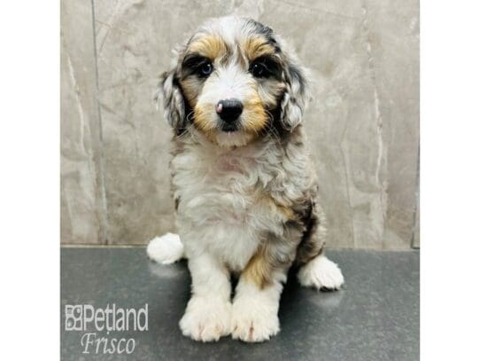 [#33680] Blue Merle Male F1 Mini Aussiedoodle Puppies for Sale