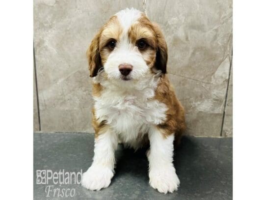 [#33677] Chocolate, Tan, and White Male F1 Mini Aussiedoodle Puppies for Sale