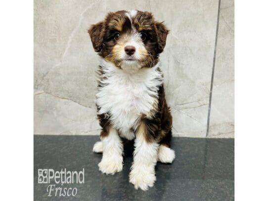[#33676] Chocolate, Tan, and White Female F1 Mini Aussiedoodle Puppies for Sale