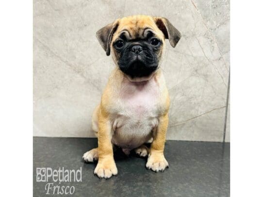 [#33664] Fawn Male Pug Puppies for Sale