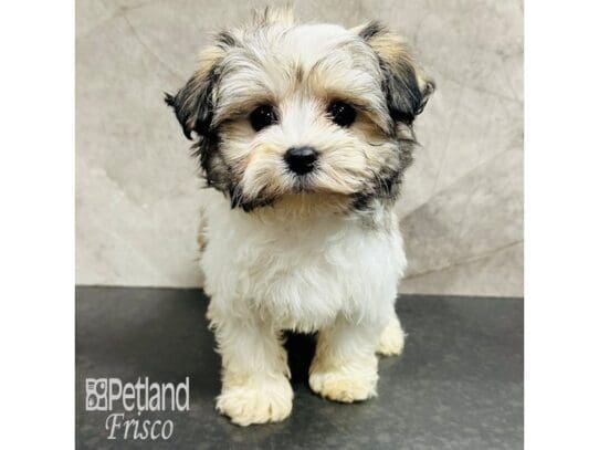 [#33660] Gold Sable Female Havanese Puppies for Sale