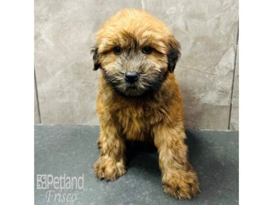 [#33659] Wheaten Male Soft Coated Wheaten Terrier Puppies for Sale