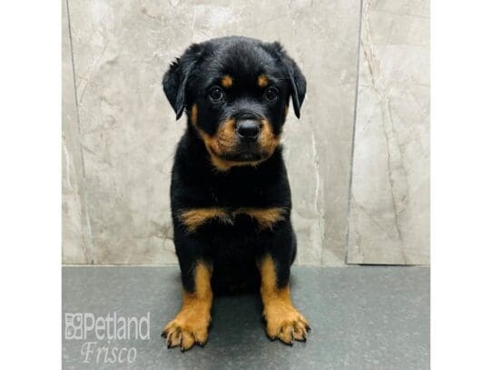 [#33658] Black / Rust Female Rottweiler Puppies for Sale