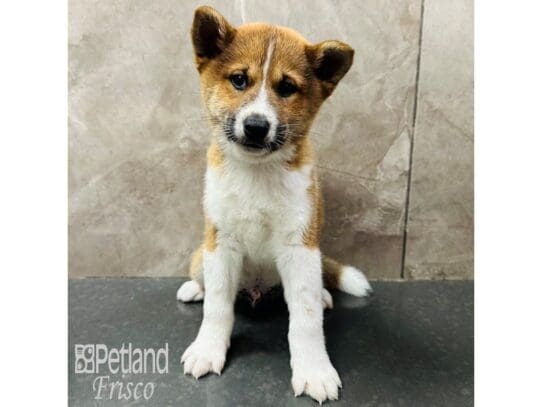 [#33653] Red Sesame Male Shiba Inu Puppies for Sale