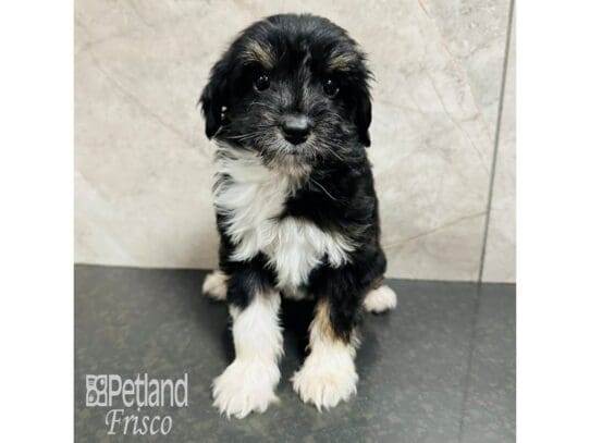 [#33679] Black, Tan and White Female F1 Mini Aussiedoodle Puppies for Sale