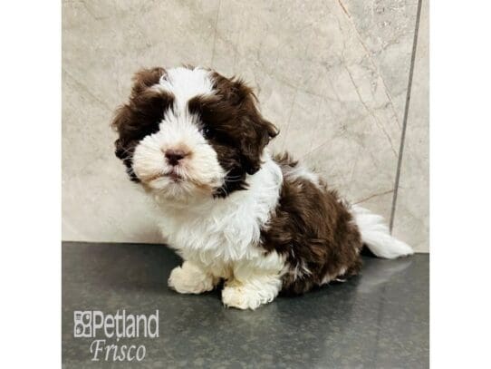 [#33674] Brown / White Female Teddy Bear Puppies for Sale