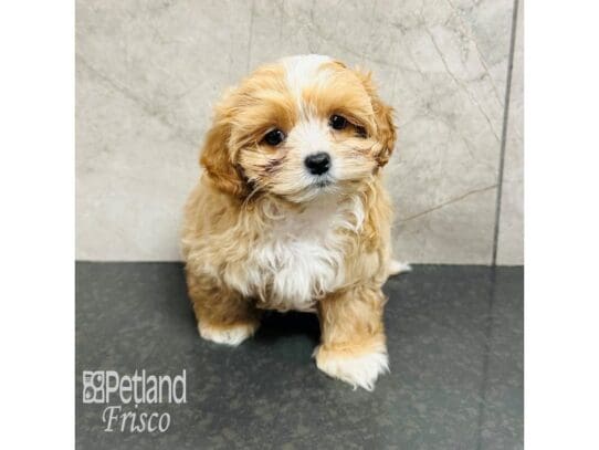 [#33665] Apricot Male Shihpoo Puppies for Sale