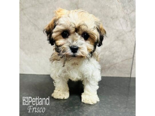 [#33663] Gold Sable Male Havanese Puppies for Sale
