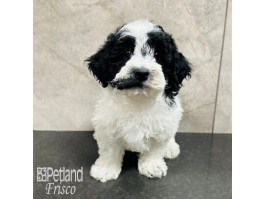 [#33657] Black / White Male Miniature Poodle Puppies for Sale