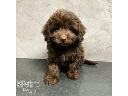 [#33655] Chocolate Female Doxiepoo Puppies for Sale