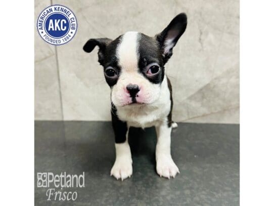 [#33705] Black and White Female Boston Terrier Puppies for Sale