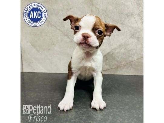 [#33704] Red and White Female Boston Terrier Puppies for Sale