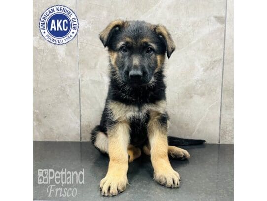 [#33701] Black & Tan Female German Shepherd Puppies for Sale