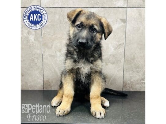 [#33700] Black & Tan Female German Shepherd Puppies for Sale