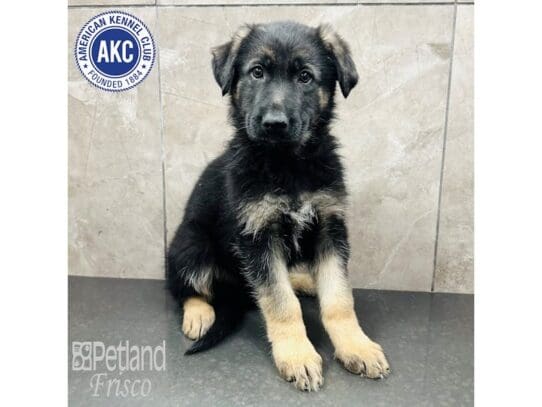 [#33699] Black & Tan Male German Shepherd Puppies for Sale