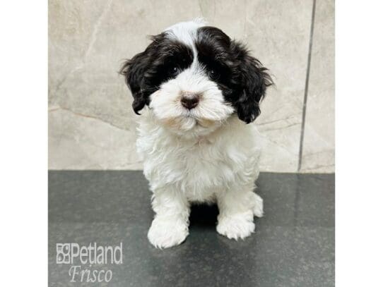 [#33693] Chocolate / White Female Havapoo Puppies for Sale