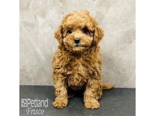 [#33685] Red Female Labradoodle Mini 2nd Gen Puppies for Sale