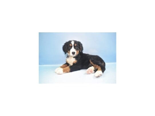 [#33721] Black Rust and White Female Bernese Mountain Dog Puppies for Sale