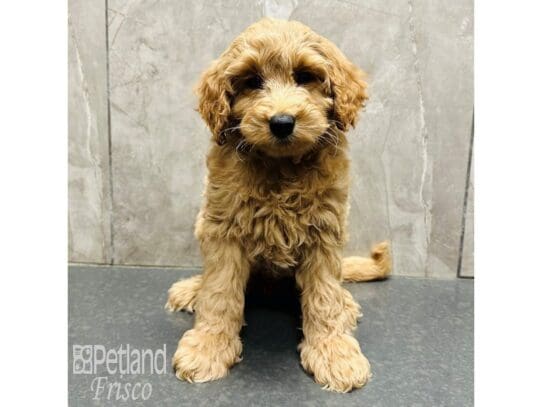 [#33715] Red Male Labradoodle Mini 2nd Gen Puppies for Sale