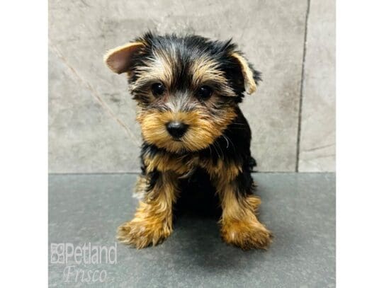 [#33713] Black and Tan Female Yorkshire Terrier Puppies for Sale