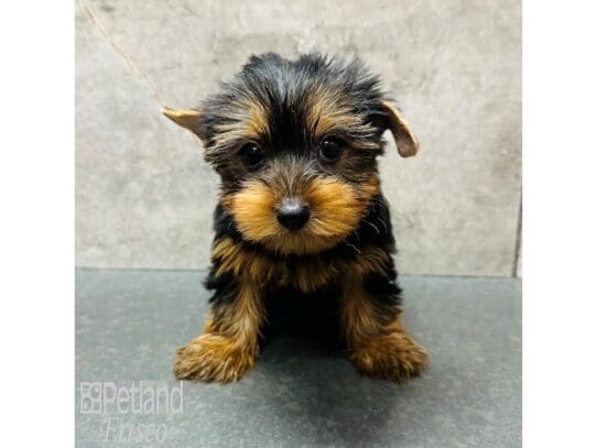 [#33712] Black and Tan Female Yorkshire Terrier Puppies for Sale