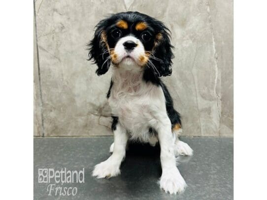 [#33711] Black Tan / White Female Cavalier King Charles Spaniel Puppies for Sale
