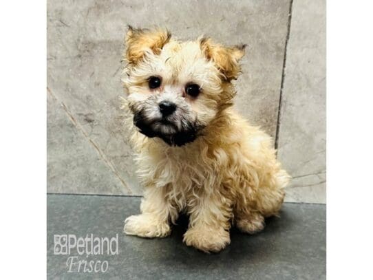 [#33709] Sable Male Yochon Puppies for Sale