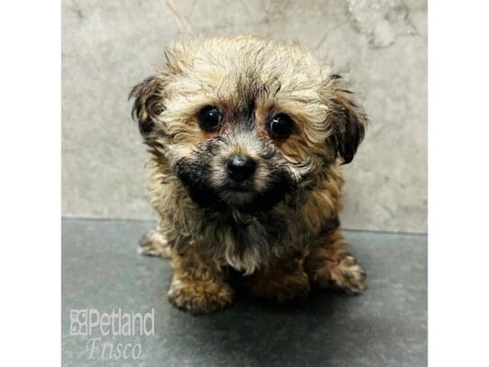 [#33708] Sable Female Yochon Puppies for Sale
