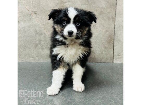 [#33707] Black White / Tan Male Toy Australian Shepherd Puppies for Sale