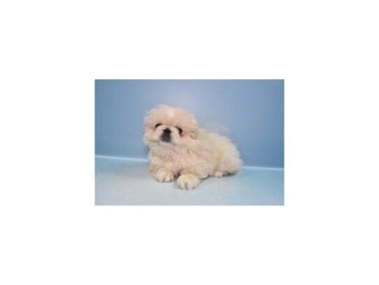 [#33717] Cream Male Pekingese Puppies for Sale