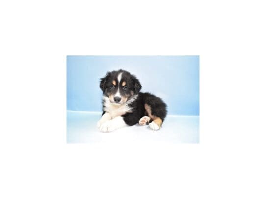 [#33720] Black White and Tan Male Australian Shepherd Puppies for Sale