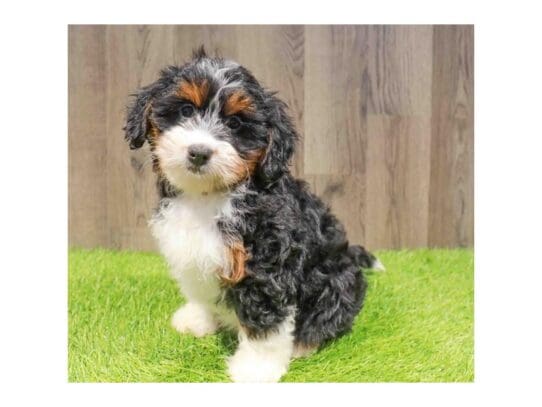 [#33746] Tri-Colored Female Bernedoodle Mini 2nd Gen Puppies for Sale