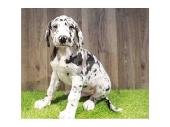 [#33752] Merlequin Male Great Dane Puppies for Sale