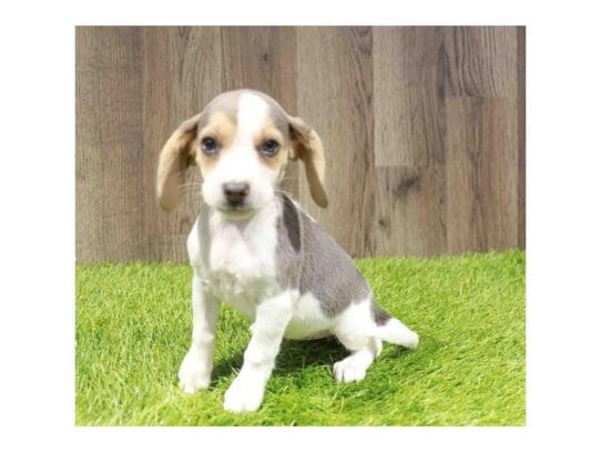 [#33747] Blue White / Tan Female Beagle Puppies for Sale