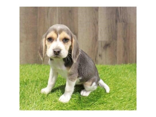 [#33745] Blue White / Tan Female Beagle Puppies for Sale