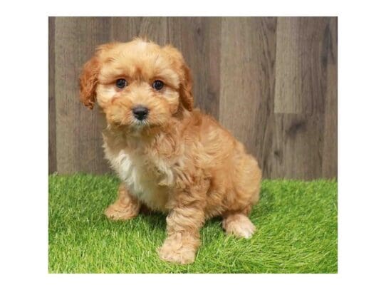 [#33740] Apricot Female Cavapoo Puppies for Sale