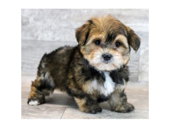 [#33755] Gold Sable Female Morkie Puppies for Sale
