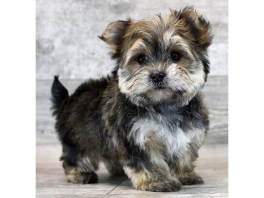 [#33754] Gold Sable Female Morkie Puppies for Sale
