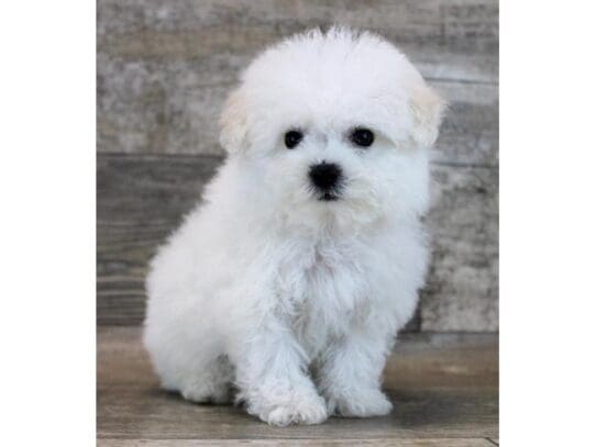 [#33756] White Female Bichon Frise Puppies for Sale