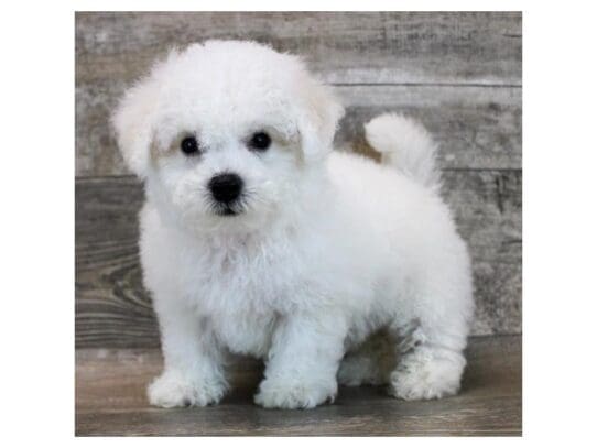 [#33757] White Male Bichon Frise Puppies for Sale