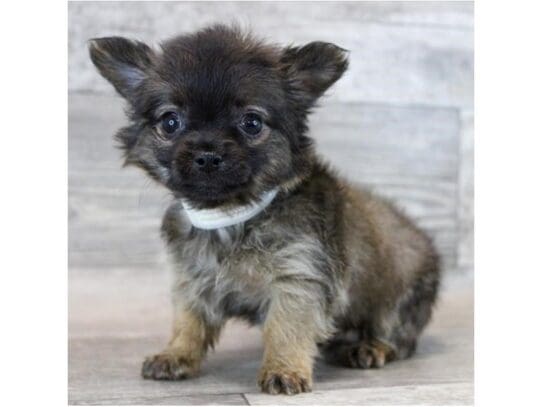 [#33760] Black Sabled Fawn Male Chihuahua Puppies for Sale