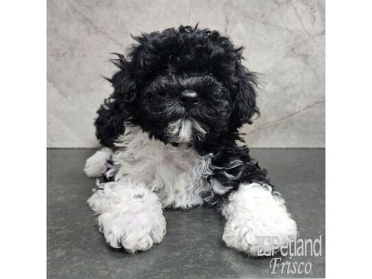 [#33735] Black and White Male Poovanese Puppies for Sale