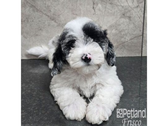 [#33733] Merle Parti Male Poovanese Puppies for Sale