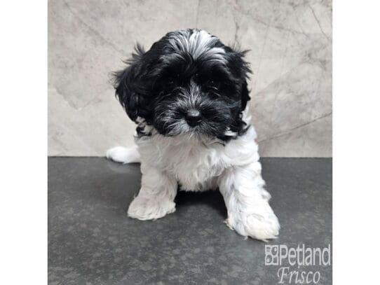 [#33732] Black and White Male Poovanese Puppies for Sale