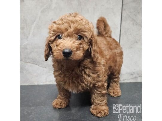 [#33730] Red Female Goldendoodle Mini F1b Puppies for Sale