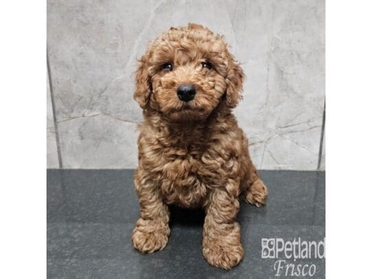 [#33729] Red Male Goldendoodle Mini F1b Puppies for Sale