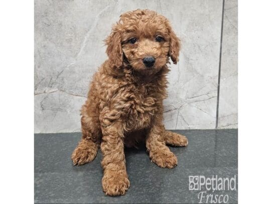 [#33727] Red Male Goldendoodle Mini F1b Puppies for Sale