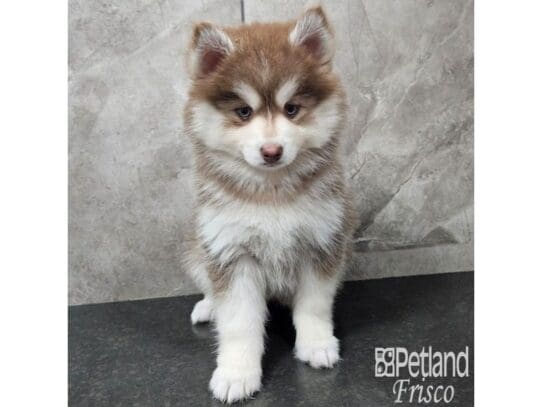 [#33726] Red and White Female Pomsky Puppies for Sale