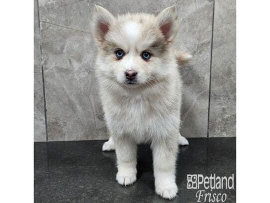 [#33725] Blue Merle Female Pomsky Puppies for Sale